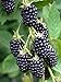 Photo BlackBerry Plants 