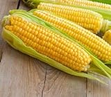Sweet Corn Seeds for Planting - Kandy Korn Sweet Corn Seed- 300 Count Photo, bestseller 2024-2023 new, best price $14.98 ($0.05 / Count) review