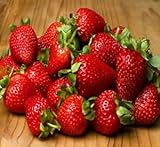 20 OZARK BEAUTY STRAWBERRY PLANTS - Organic Non GMO Heirloom Fruit - Bare Root Photo, bestseller 2024-2023 new, best price $25.95 ($1.30 / Ounce) review