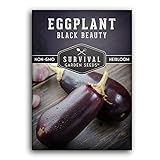 Survival Garden Seeds - Black Beauty Eggplant Seed for Planting - Packet with Instructions to Plant and Grow Bell-Shaped Dark Purple Eggplant in Your Home Vegetable Garden - Non-GMO Heirloom Variety Photo, bestseller 2024-2023 new, best price $4.99 review