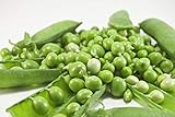 Early Frosty Pea Seeds, 50 Heirloom Seeds Per Packet, Non GMO Seeds, Isla's Garden Seeds Photo, bestseller 2024-2023 new, best price $5.99 ($0.12 / Count) review