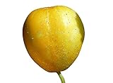 Zitronengurke (Lemon-Gurke) (Blickfang im Garten) 10 Samen Foto, Bestseller 2024-2023 neu, bester Preis 1,99 € Rezension