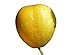 Foto Zitronengurke (Lemon-Gurke) (Blickfang im Garten) 10 Samen neu Bestseller 2024-2023