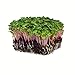 Photo Radish Sprouting Seed - Red Arrow Variety - 1 Lb Seed Pouch - Heirloom Radish Sprouts - Non-GMO Sprouting and Microgreens new bestseller 2024-2023