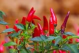 Tabasco Hot Peppers Seeds, 1000+ Premium Heirloom Seeds, 90% Germination Rates Hot and Full of Flavor! A Must Have for Your Home Garden!, Non GMO, Highest Photo, bestseller 2024-2023 new, best price $10.55 review