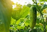 Spacemaster 80 Cucumber Seeds - 50 Seeds Non-GMO Photo, bestseller 2024-2023 new, best price $1.29 review