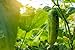 Photo Spacemaster 80 Cucumber Seeds - 50 Seeds Non-GMO new bestseller 2024-2023