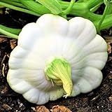 TomorrowSeeds - Early White Patty Pan Seeds - 20+ Count Packet - Bush Scallop Summer Squash Patisson Custard Scallopini Vegetable Seed for Photo, bestseller 2024-2023 new, best price $3.80 ($0.19 / Count) review