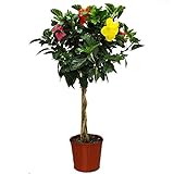 Braided Hibiscus Tree - Mixed (3 to 4 Flower Colors) - Overall Height 44