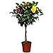 Photo Braided Hibiscus Tree - Mixed (3 to 4 Flower Colors) - Overall Height 44