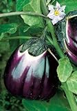 Salerno Seeds Round Sicilian Eggplant Violetta Di Firenze 4 Grams Made in Italy Italian Non-GMO Photo, bestseller 2024-2023 new, best price $4.99 review