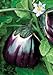 Photo Salerno Seeds Round Sicilian Eggplant Violetta Di Firenze 4 Grams Made in Italy Italian Non-GMO new bestseller 2024-2023