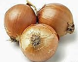 Onion, Yellow Spanish Onion Seeds, (25+ Seeds) Heirloom, Non- GMO, One of The Most Popular for Gardeners, This Jumbo-Sized Onion is mild with Golden Brown Skin. Photo, bestseller 2024-2023 new, best price $1.99 review