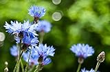 Sweet Yards Seed Co. Blue Cornflower Seeds – Bachelor Buttons – Extra Large Packet – Over 5,000 Open Pollinated Non-GMO Wildflower Seeds – Centaurea cyanus Photo, bestseller 2024-2023 new, best price $7.97 review