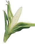 Burpee Silver Queen Sweet Corn Seeds 200 seeds Photo, bestseller 2024-2023 new, best price $6.97 ($0.03 / Count) review