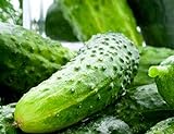 100 Boston Pickling Cucumber Seeds | Non-GMO | Fresh Garden Seeds Photo, bestseller 2024-2023 new, best price $6.58 ($0.07 / Count) review