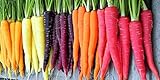 Rainbow Carrot Seeds for Planting | Non-GMO & Heirloom Vegetable Seeds | 750 Carrot Seeds to Plant Outdoor Home Garden | Buy Planting Packets in Bulk (1 Pack) Photo, bestseller 2024-2023 new, best price $7.99 review