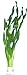 Foto vallisneria-tortifolia, Kleine Schrauben Vallisneria, Aquarienpflanzen, Wasserpflanzen neu Bestseller 2024-2023