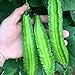 Photo 20 Pcs Non-GMO Winged Bean Seeds Psophocarpus Tetragonolobus Natural Green Seeds,for Growing Seeds in The Garden or Home Vegetable Garden new bestseller 2024-2023