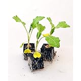 Gemüsepflanzen - Kohlrabi/Weisser - Brassica oleracea var. gongylodes - 12 Pflanzen Foto, Bestseller 2024-2023 neu, bester Preis 5,90 € (0,49 € / Stück) Rezension