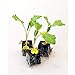 Foto Gemüsepflanzen - Kohlrabi/Weisser - Brassica oleracea var. gongylodes - 12 Pflanzen neu Bestseller 2022-2021