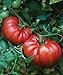 Photo Burpee Steakhouse Hybrid 25 Non-GMO Large Beefsteak Garden Produces Giant 3 LB Fresh Tomatoes | Vegetable Seeds for Planting new bestseller 2024-2023