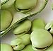 Photo Aquadulce Fava Bean Seeds, 25 Premium Heirloom Seeds Per Packet, Non GMO Seeds, Botanical Name: Vicia faba, Isla's Garden Seeds new bestseller 2023-2022