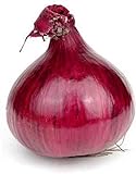 Red Grano Onion Seeds, 300 Heirloom Seeds Per Packet, (Short Day) Non GMO Seeds, Botanical Name: Allium cepa, Isla's Garden Seeds Photo, bestseller 2024-2023 new, best price $5.99 ($0.02 / Count) review