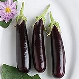 David's Garden Seeds Eggplant Hansel (Purple) 25 Non-GMO, Hybrid Seeds Photo, bestseller 2024-2023 new, best price $3.45 review