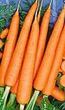 1200 Tendersweet Carrot Seeds | Non-GMO | Fresh Garden Seeds Photo, bestseller 2024-2023 new, best price $6.95 ($0.01 / Count) review