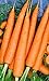 Photo 1200 Tendersweet Carrot Seeds | Non-GMO | Fresh Garden Seeds new bestseller 2024-2023