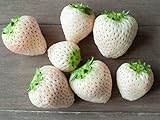 White Strawberry Seeds - 1,000+ Seeds - White Pineberry Seeds - Made in USA, Ships from Iowa. Photo, bestseller 2024-2023 new, best price $19.98 ($0.02 / Count) review
