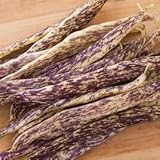 Dragon Tongue Bush Bean Seeds - Packet of 20 Seeds Photo, bestseller 2024-2023 new, best price $7.97 ($0.40 / Count) review