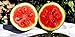 Photo 25 Moon and Star Watermelon Seeds | Non-GMO | Heirloom | Instant Latch Garden Seeds new bestseller 2024-2023