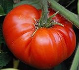 50 piezas de semillas de tomate reliquia de jardín que crece grandes frutos rojos regordetes variedades exóticas de verduras Foto, éxito de ventas 2024-2023 nuevo, mejor precio 4,99 € revisión