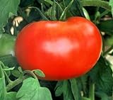 110+ Big Boy Organic NON-GMO Tomato Seeds - My Secret Garden - UPC742137106032 Photo, bestseller 2024-2023 new, best price $4.59 review