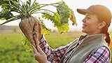Sugar Beets Seed - 250+ Seeds - Made in USA, Ships from Iowa. Photo, bestseller 2024-2023 new, best price $7.98 review