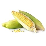Kandy Korn Hybrid Corn Garden Seeds - 1 Lb - Non-GMO Vegetable Gardening Seeds - Yellow Sweet (SE) Corn Seed & Micro Shoots Photo, bestseller 2024-2023 new, best price $30.93 ($1.93 / Ounce) review
