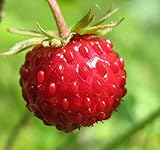 Big Pack - (5,000) Wild Strawberry, Fragaria vesca Seeds - Non-GMO Seeds by MySeeds.Co (Big Pack - Wild Strawberry) Photo, bestseller 2024-2023 new, best price $9.99 ($0.00 / Count) review
