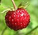 Photo Big Pack - (5,000) Wild Strawberry, Fragaria vesca Seeds - Non-GMO Seeds by MySeeds.Co (Big Pack - Wild Strawberry) new bestseller 2023-2022