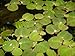 Foto Desconocido Planta de Acuario o Estanque. Phyllantus fluitans.8 Plantas flotantes.Pecera nuevo éxito de ventas 2024-2023