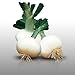 Photo 100 graines - OIGNON Blanc de Rebouillon - Allium cepa nouveau best-seller 2022-2021