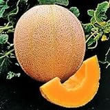 Seed Kingdom Cantaloupe Hales Best Jumbo Melon Heirloom Vegetable 3,000 Seeds Photo, bestseller 2024-2023 new, best price $12.45 review