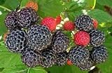 Raspberry Great Garden Fruit Bush by Seed Kingdom (800 Seeds) Photo, bestseller 2024-2023 new, best price $12.95 review