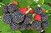 Photo Raspberry Great Garden Fruit Bush by Seed Kingdom (800 Seeds) new bestseller 2024-2023