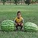 Photo Carolina Cross Watermelons Seeds (25+ Seeds) new bestseller 2024-2023