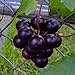 Foto CHTING 100 semillas de uva con encanto de fruta, siembra continua a lo largo del año se puede cosechar continuamente jardín DIY decoración amada y respetada por los clientes nuevo éxito de ventas 2024-2023