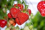 Giant Strawberry Seeds, (Isla's Garden Seeds), 50 Heirloom Seeds Per Packet, Non GMO Seeds, Botanical Name: Fragaria vesca Photo, bestseller 2024-2023 new, best price $8.65 ($0.17 / Count) review