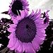 Foto Huifang 10 piezas de semillas de girasol gigante púrpura nuevo éxito de ventas 2024-2023