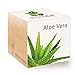 Foto Feel Green 296244 Ecocube Aloe Vera, Nachhaltige Geschenkidee (100% Eco Friendly), Grow Your Own/Anzuchtset, Pflanzen Im Holzwürfel, Made in Austria neu Bestseller 2022-2021